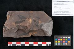 Foto (Objekt + Etikett) von Noeggerathia palmaeformis Goeppert (NHMW-GEO-2024-0188-10756)